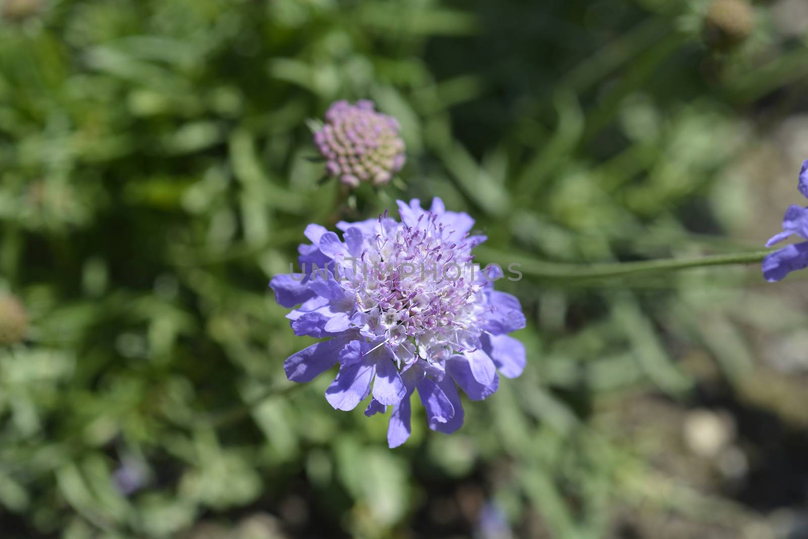 Dove scabious flower - Latin name - Scabiosa columbaria