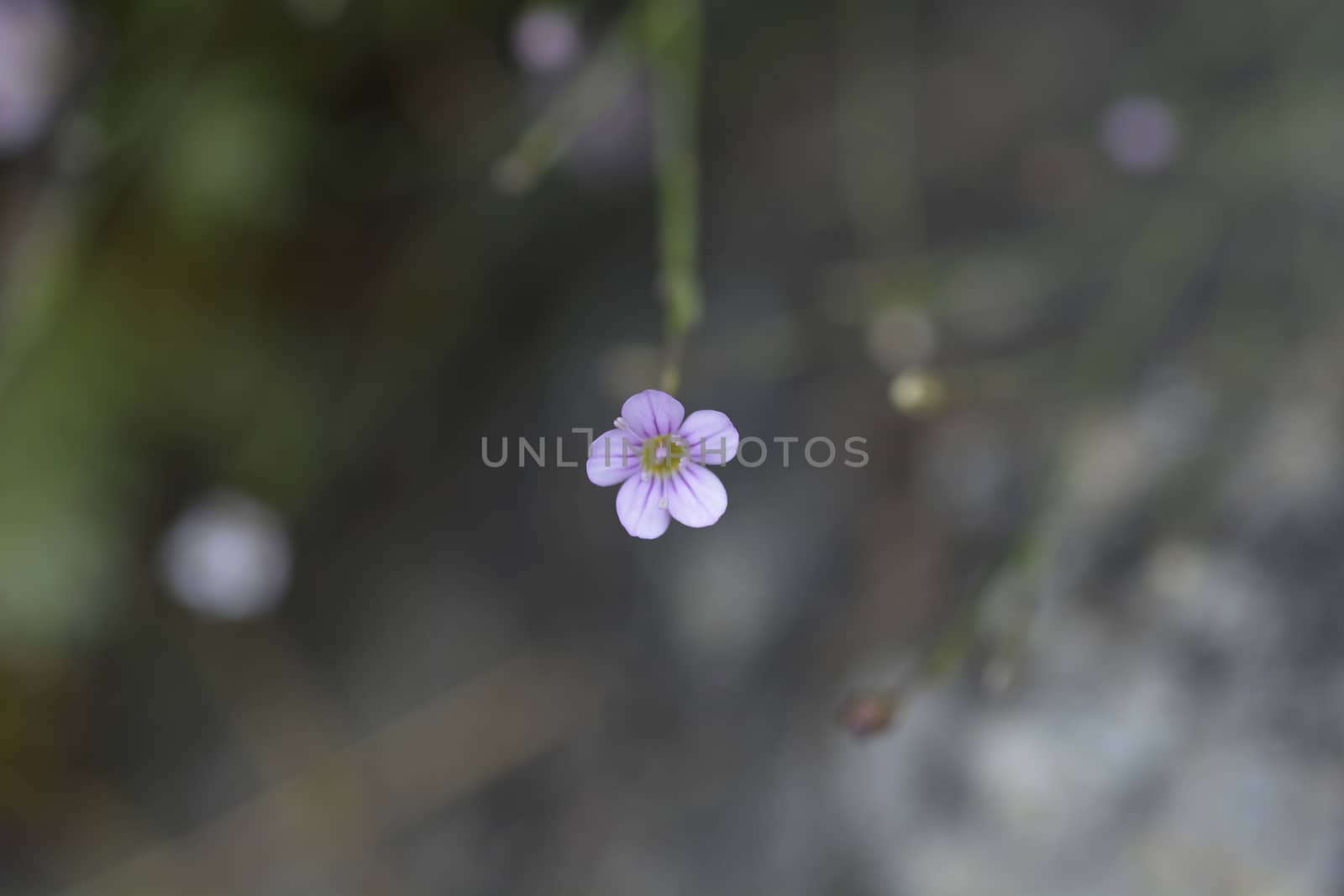 Saxifrage pink by nahhan