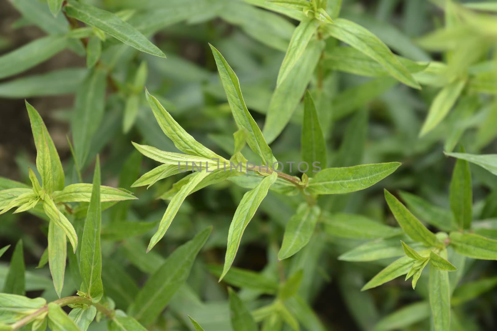 Purple loosestrife leaves - Latin name - Lythrum salicaria