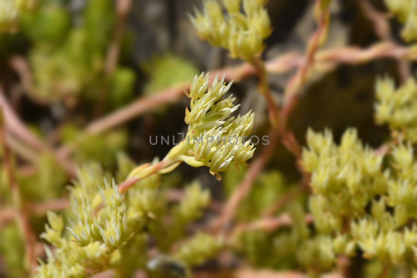 European stonecrop flower - Latin name - Sedum ochroleucum