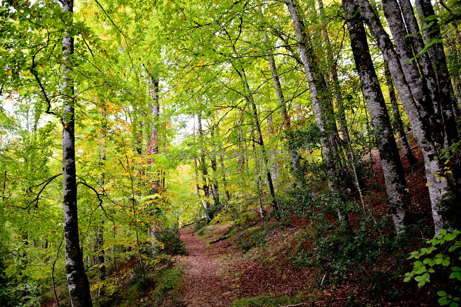 A lush and colorful poplar forest in autumn