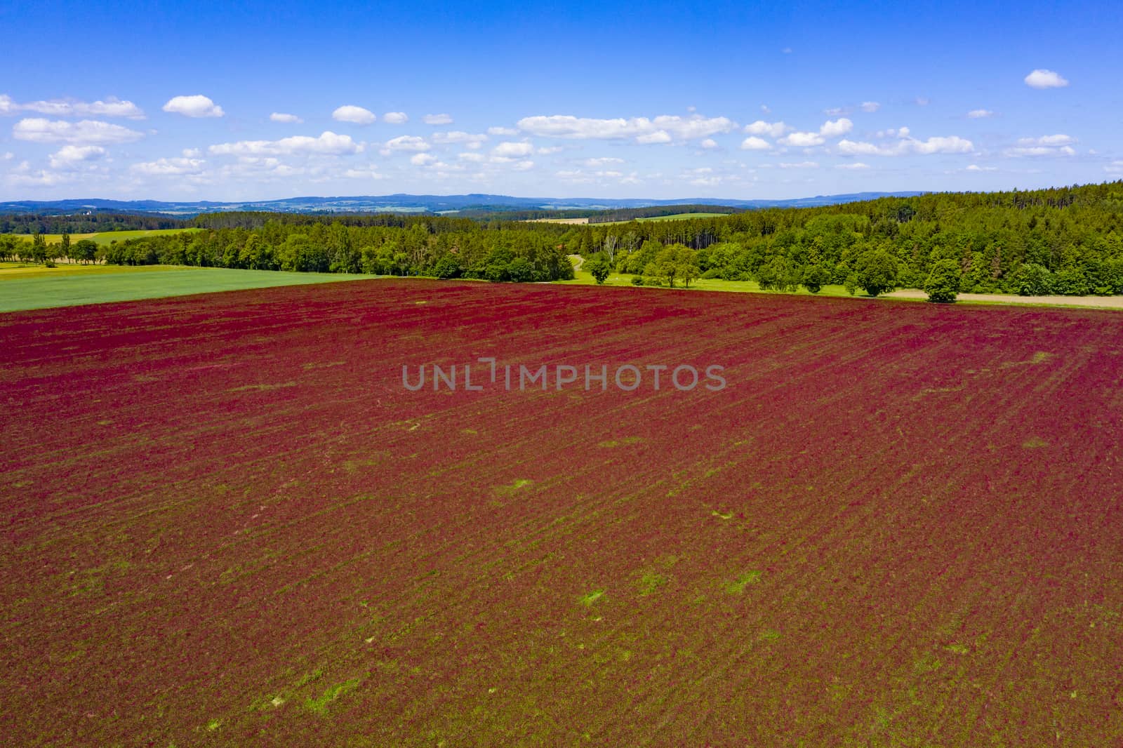 Crimson clover field and forest from above by fyletto