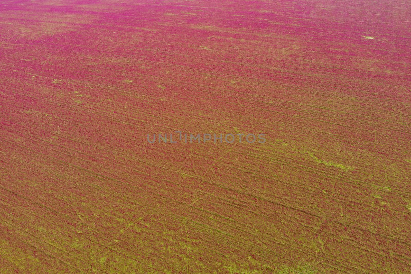 Red blooming crimson clover field (Trifolium incarnatum) from above