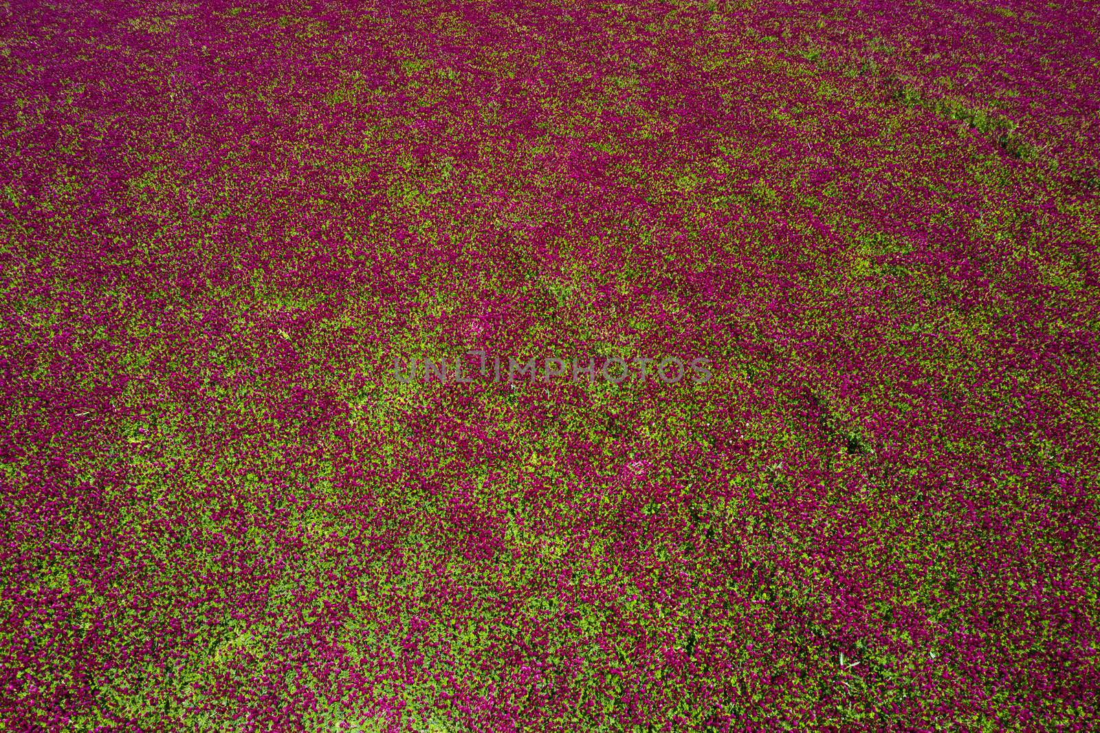 Red blooming crimson clover field (Trifolium incarnatum) from above
