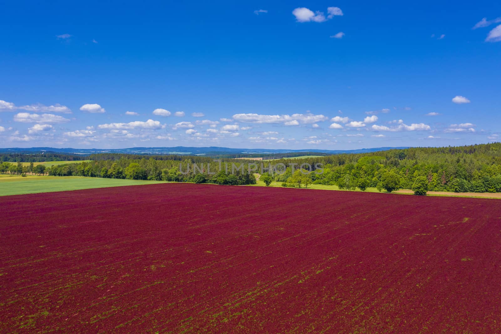 Crimson clover field and forest from above by fyletto