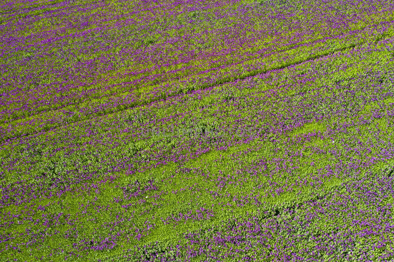 Blooming flowers of purple poppy (Papaver somniferum) field seen from above