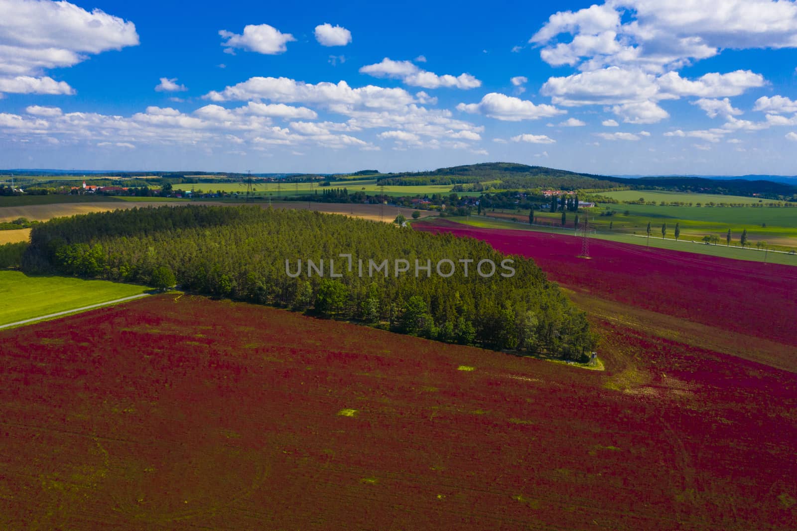 Crimson clover field and forest from above by fyletto