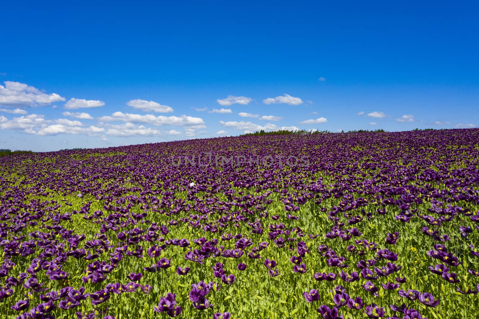 Blooming flowers of purple poppy (Papaver somniferum) field on a hill 