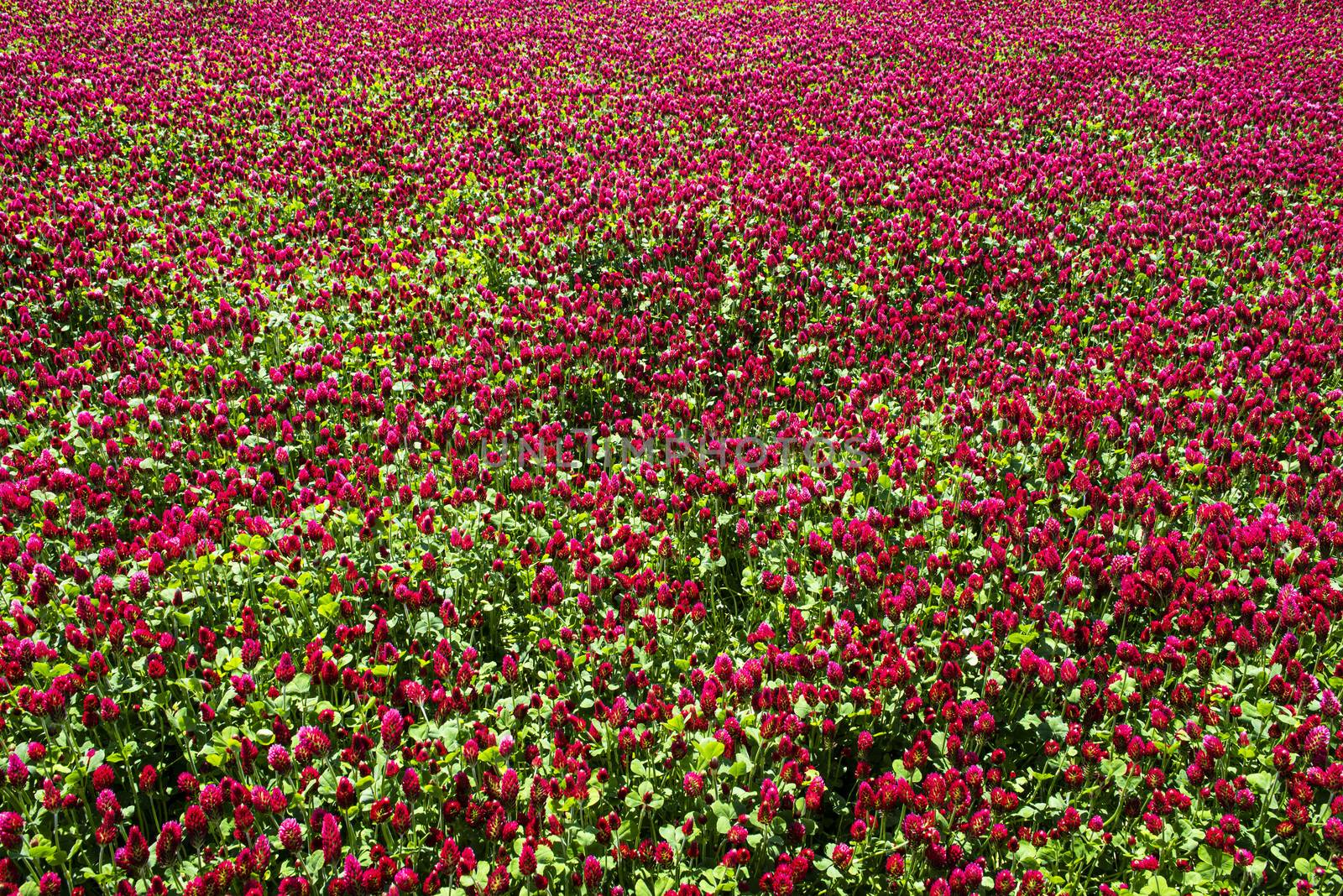 Red blooming crimson clover field (Trifolium incarnatum) natural background