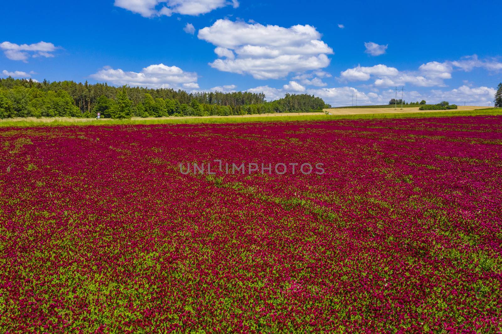Red blooming crimson clover field (Trifolium incarnatum) with forest in the back