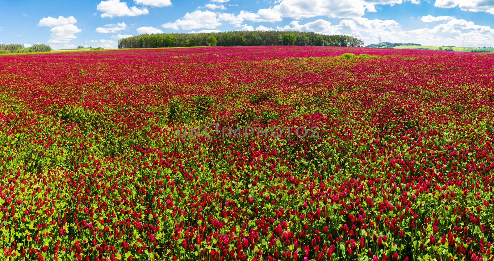 Panoramic photo of a red blooming crimson clover field (Trifolium incarnatum) with forest in the back