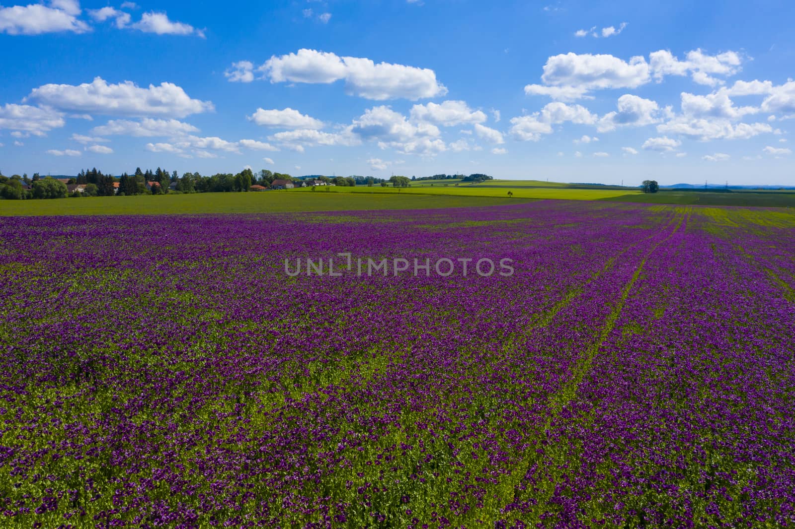 Violet flowers of poppy on a sunny day by fyletto