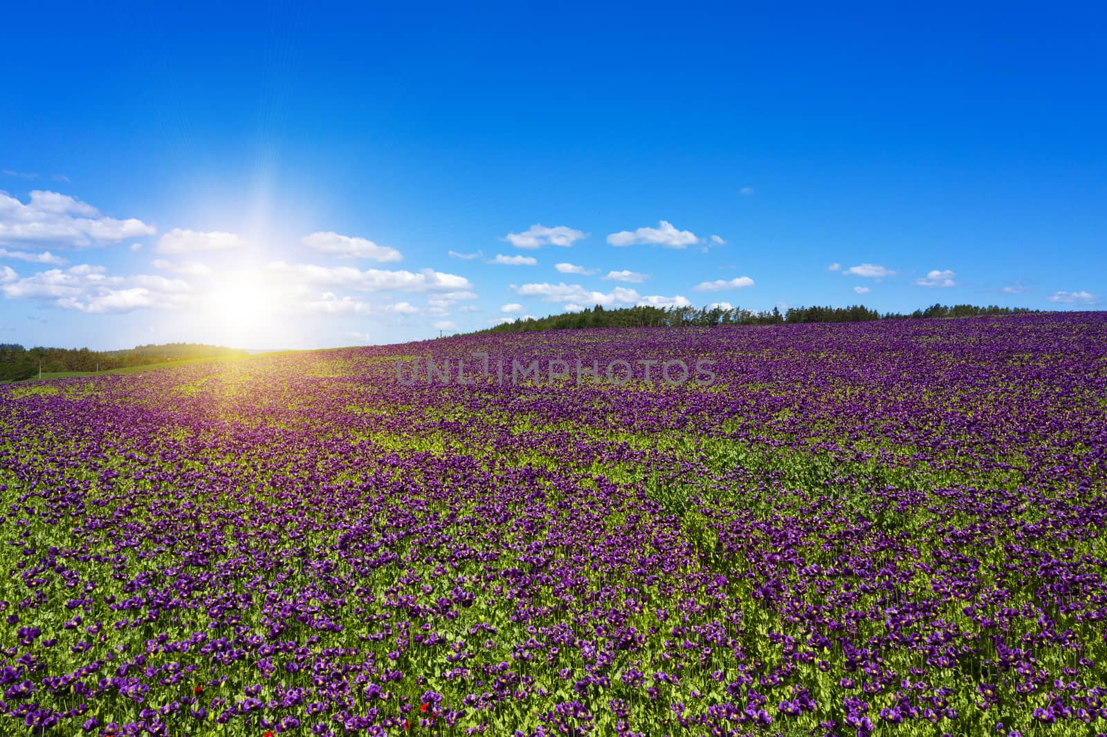 Blooming flowers of purple poppy (Papaver somniferum) field on a hill with a sun shining on it