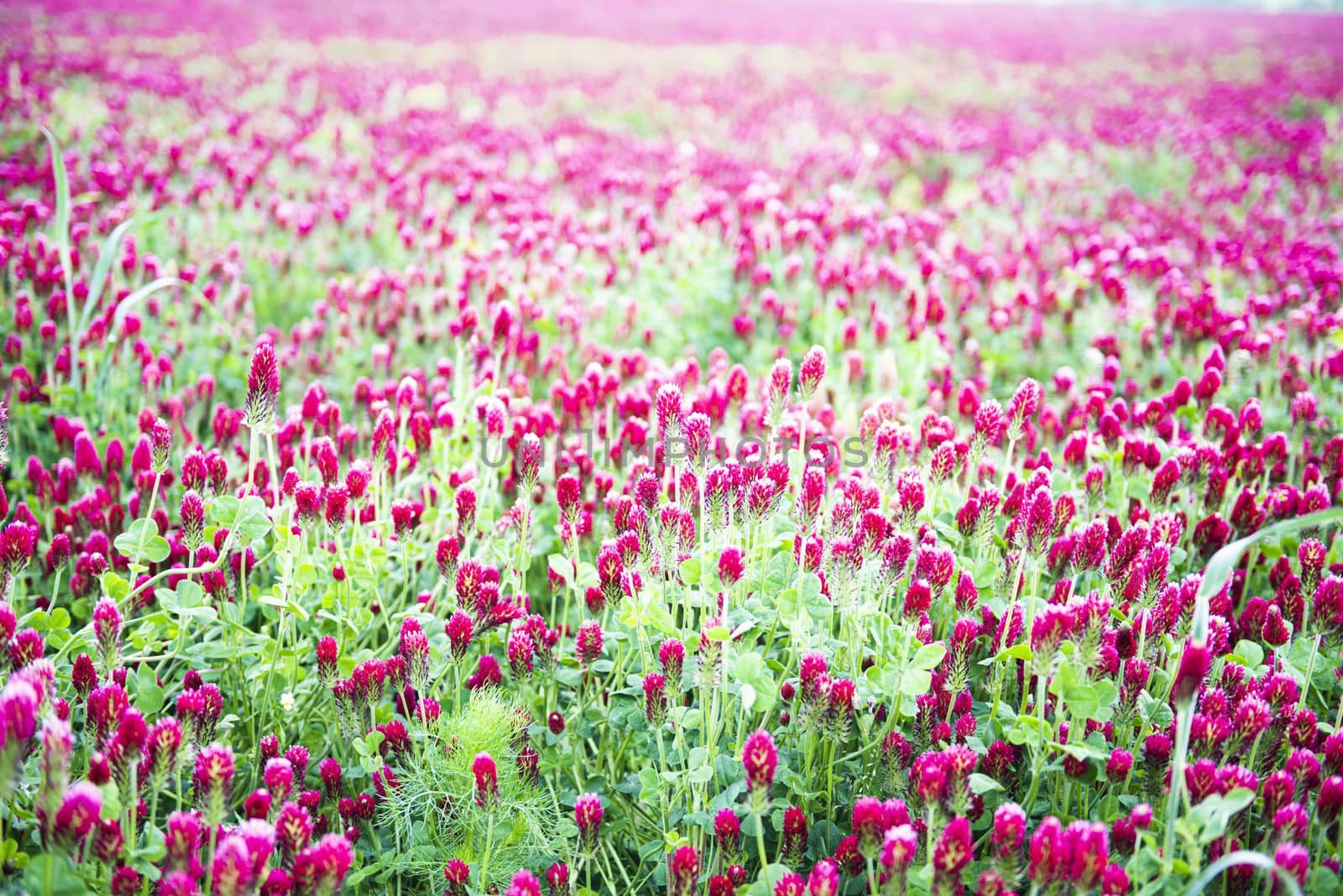 Crimson clover field  by fyletto