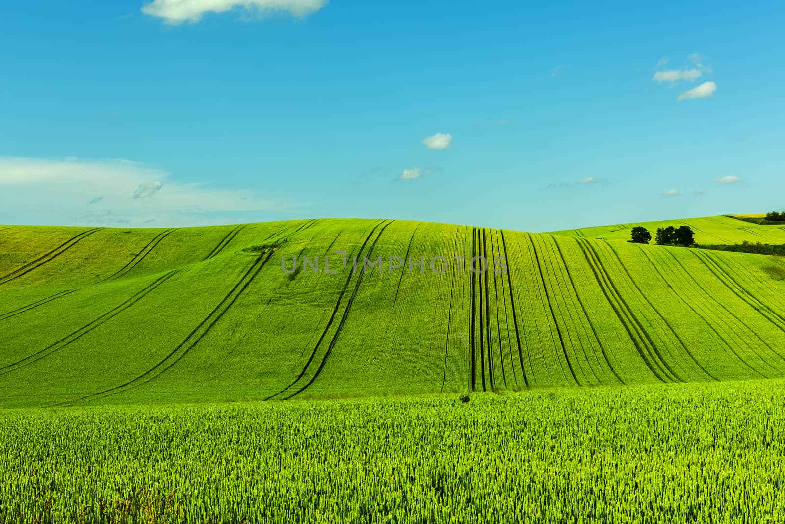 Green rolling field hills in Moravia by fyletto