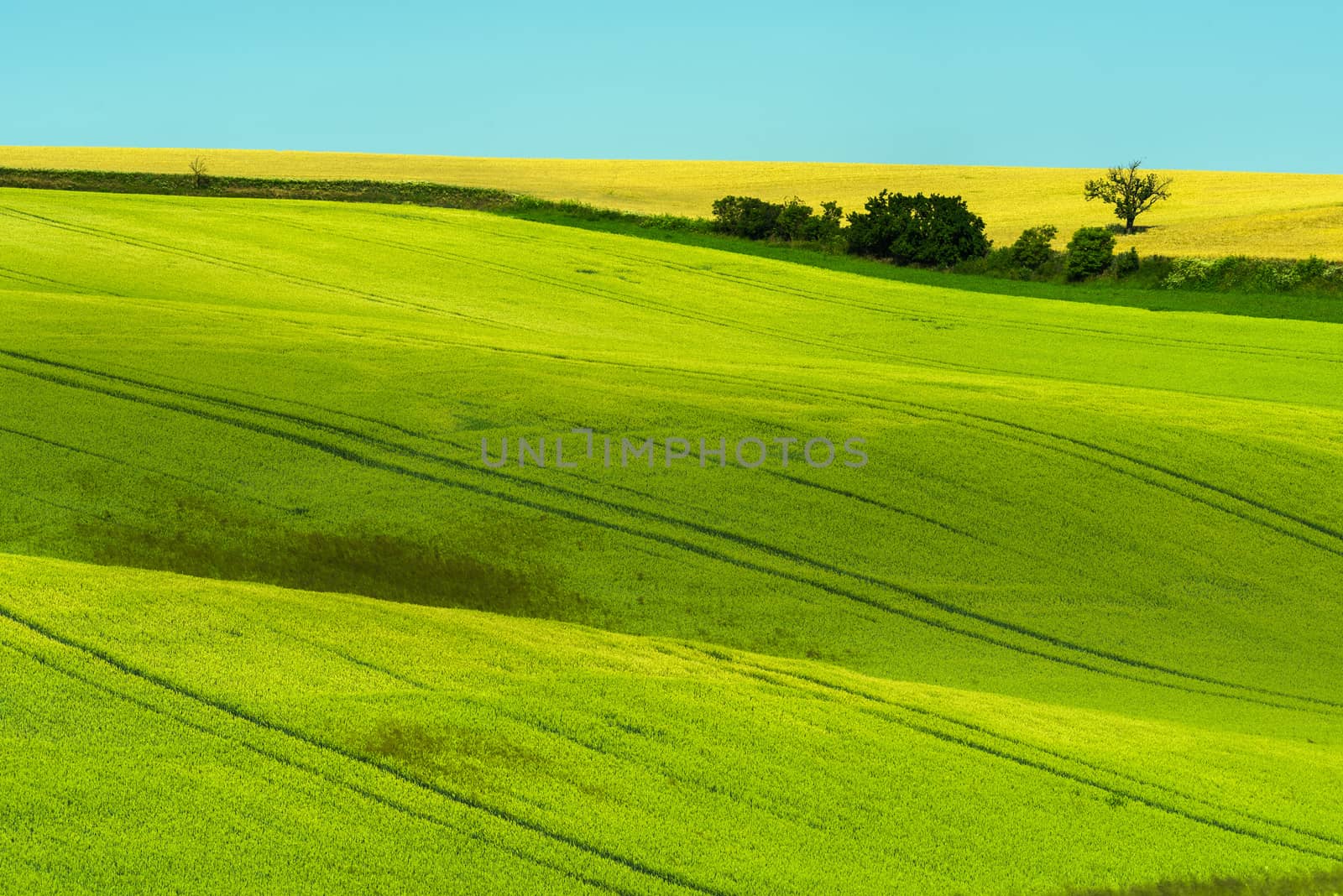 Green rolling field hills in Moravia by fyletto