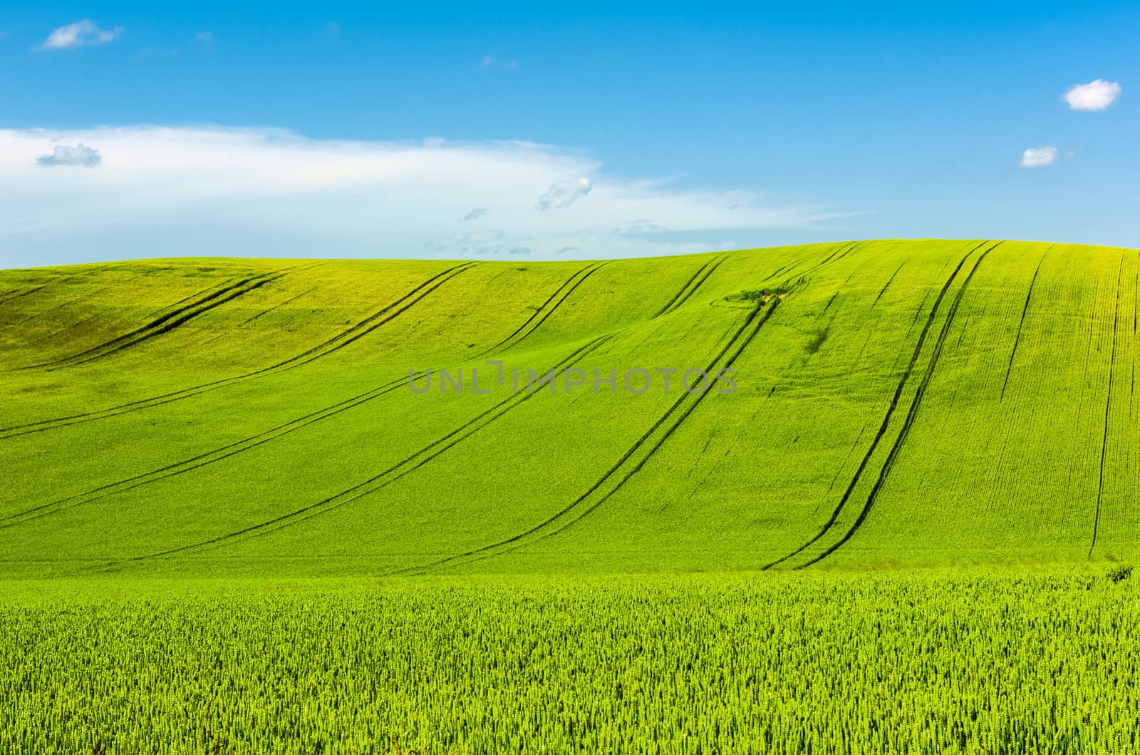 Green rolling field hills in Moravia by fyletto