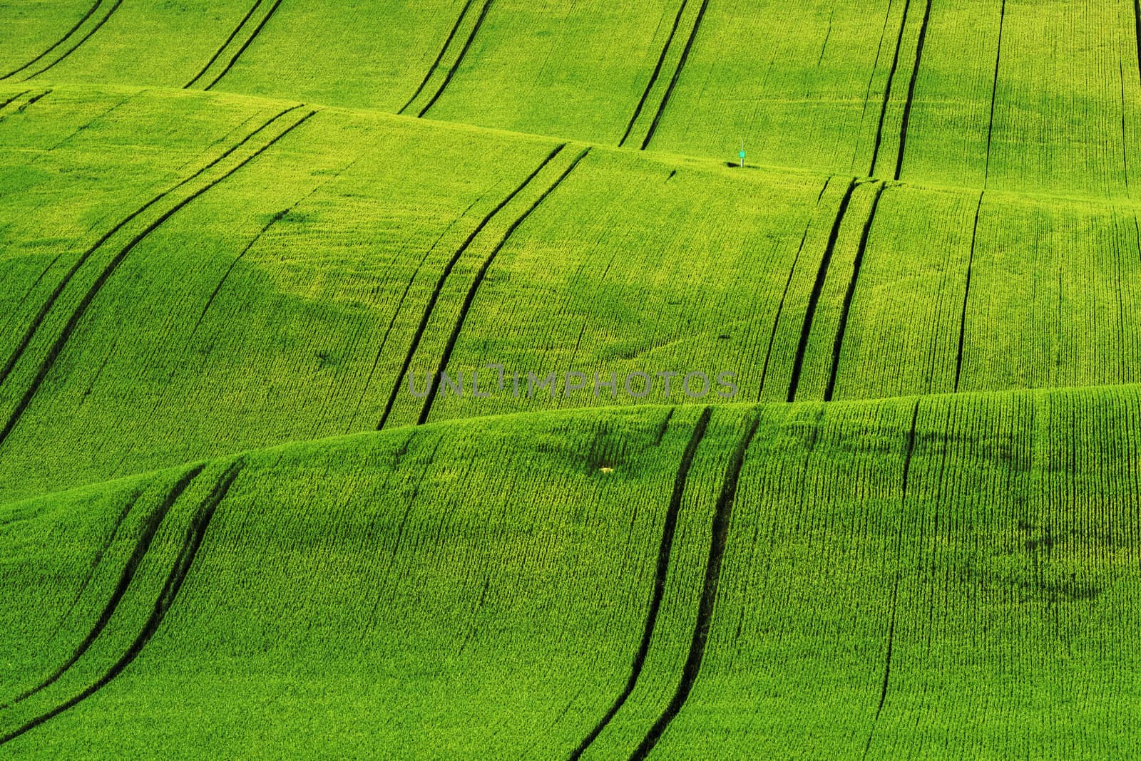 Green rolling field hills in Moravia by fyletto