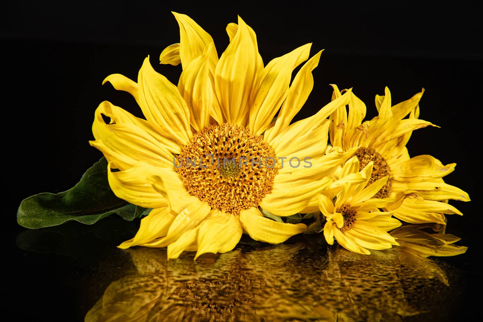 Sunflower on a refleting glass background