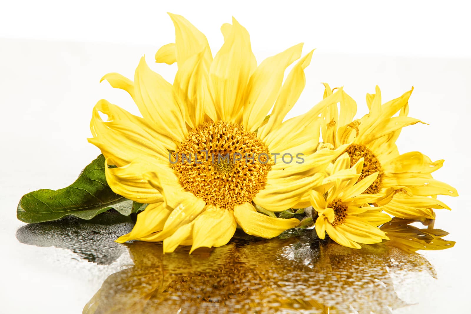 Sunflower on a refleting glass background