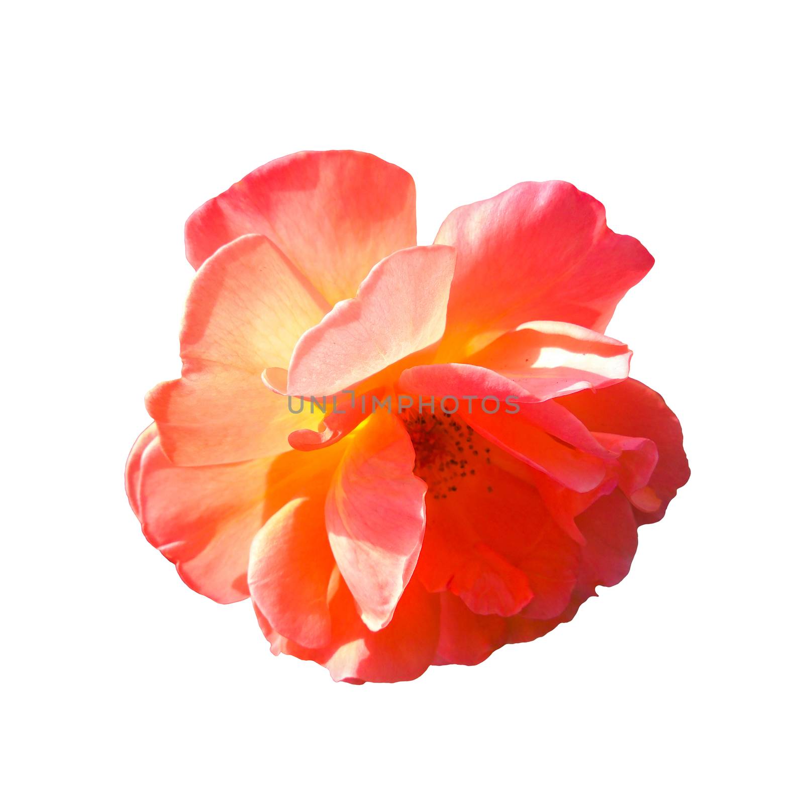 Isolated photo of garden rose flower on a white background in hard light from behind from above by LanaLeta
