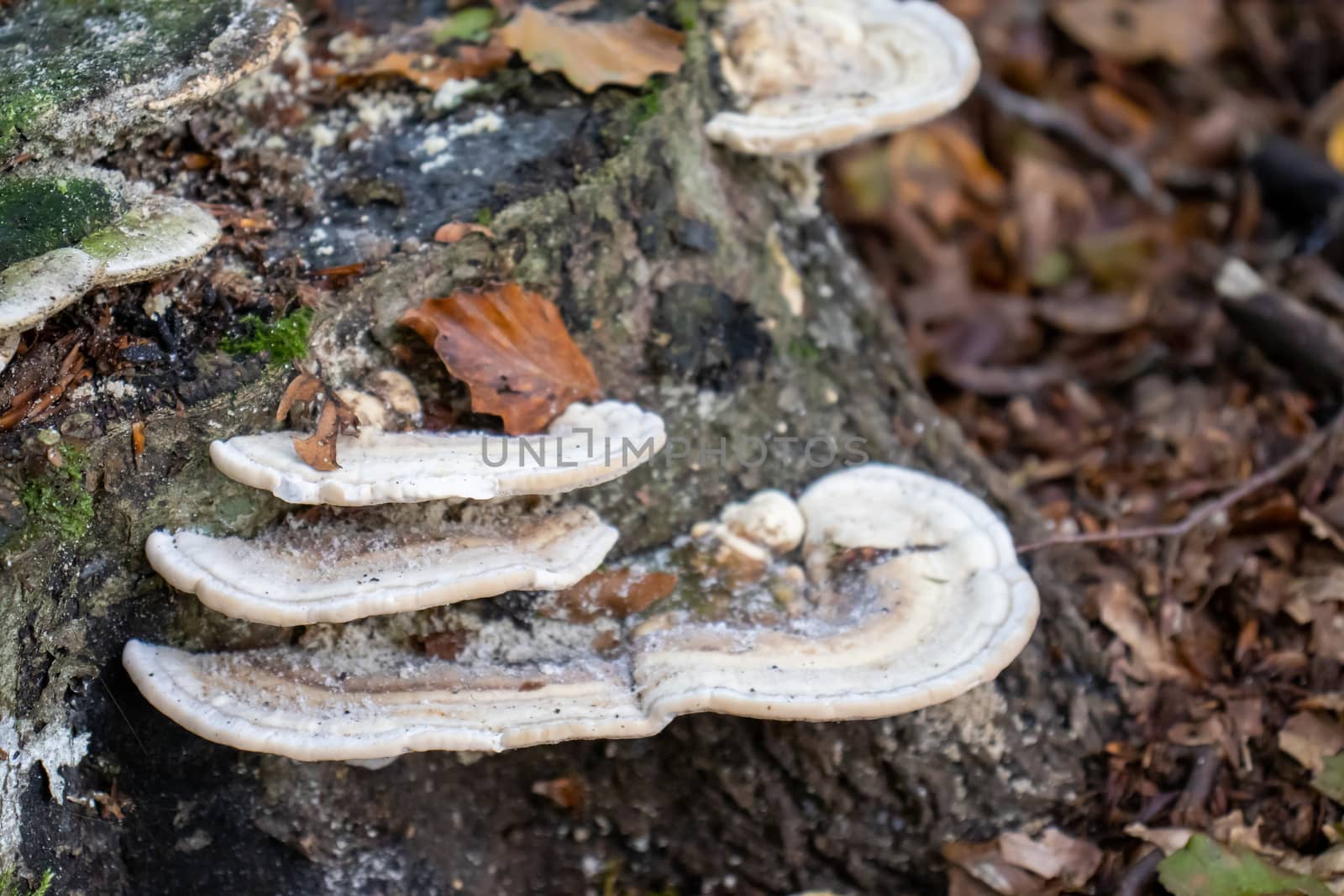 white woody mushroom, mushrooms coming out of a tree trunk in the forest.