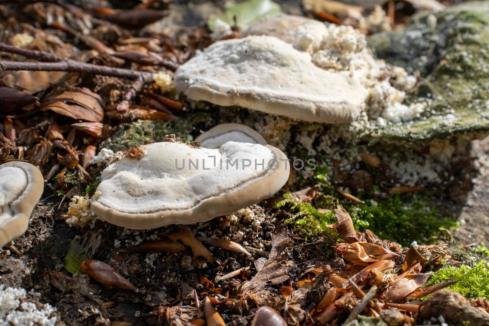 white woody mushroom, mushrooms coming out of a tree trunk in the forest.