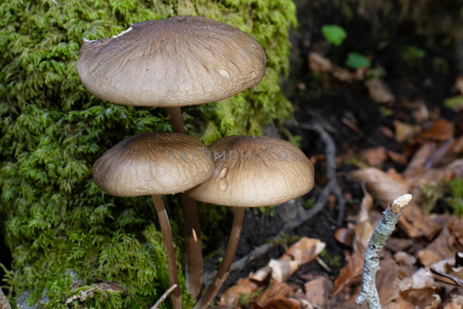 Brown mushroom close up coming out among the leaves, moss and branches in the mountains among the trees