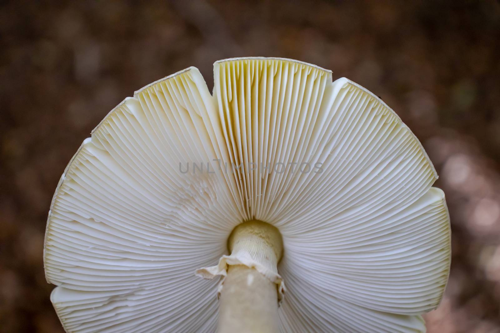 background under the hat of the mushroom with reeds in the woods by Andreajk3