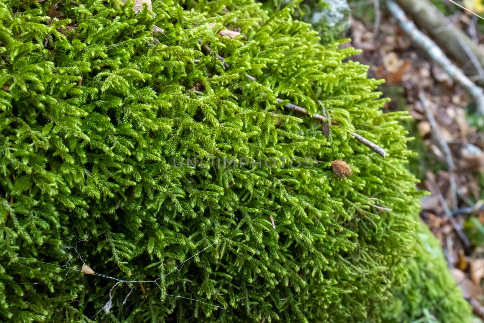 Ground covered with green moss close up.