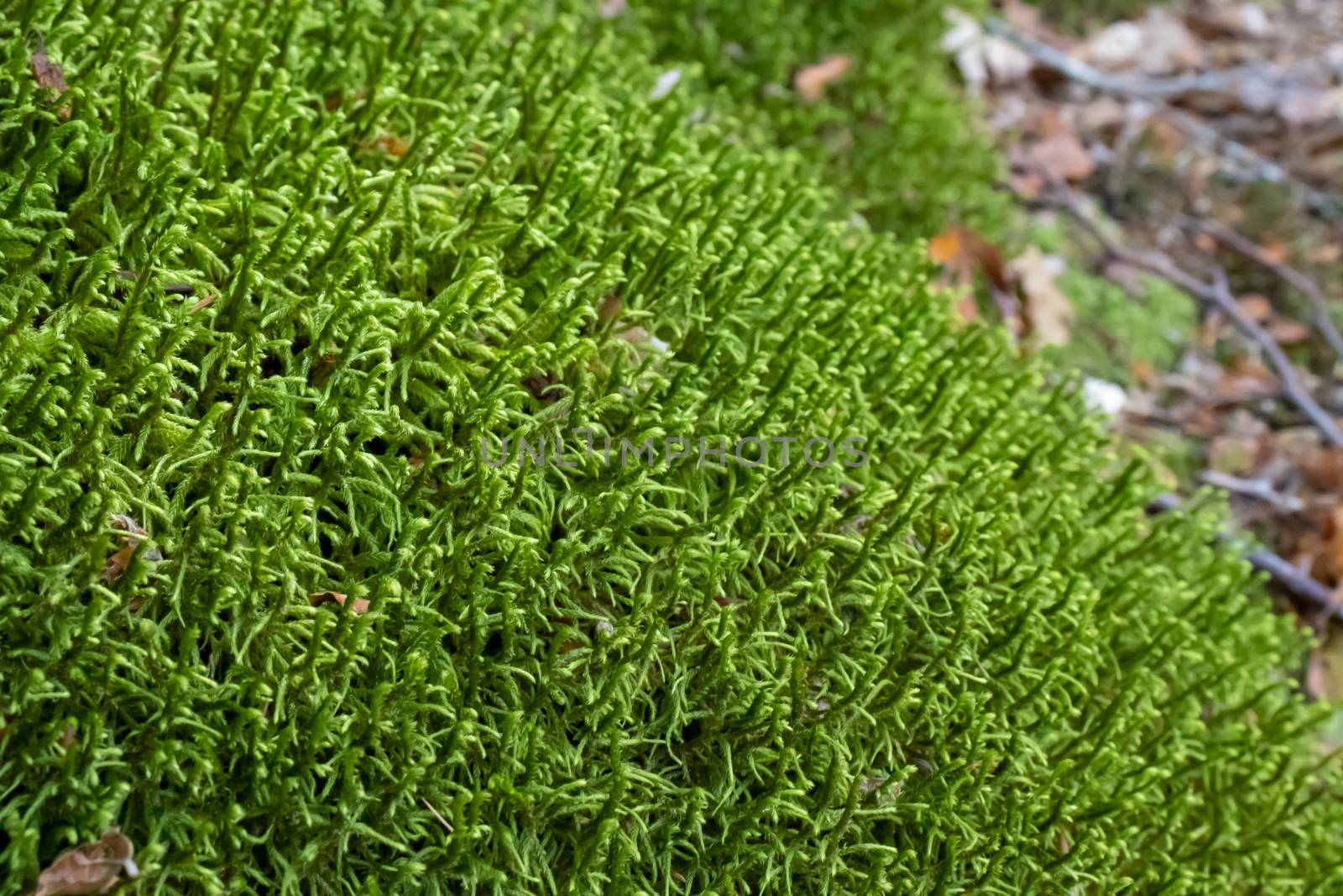 Ground covered with green moss close up by Andreajk3