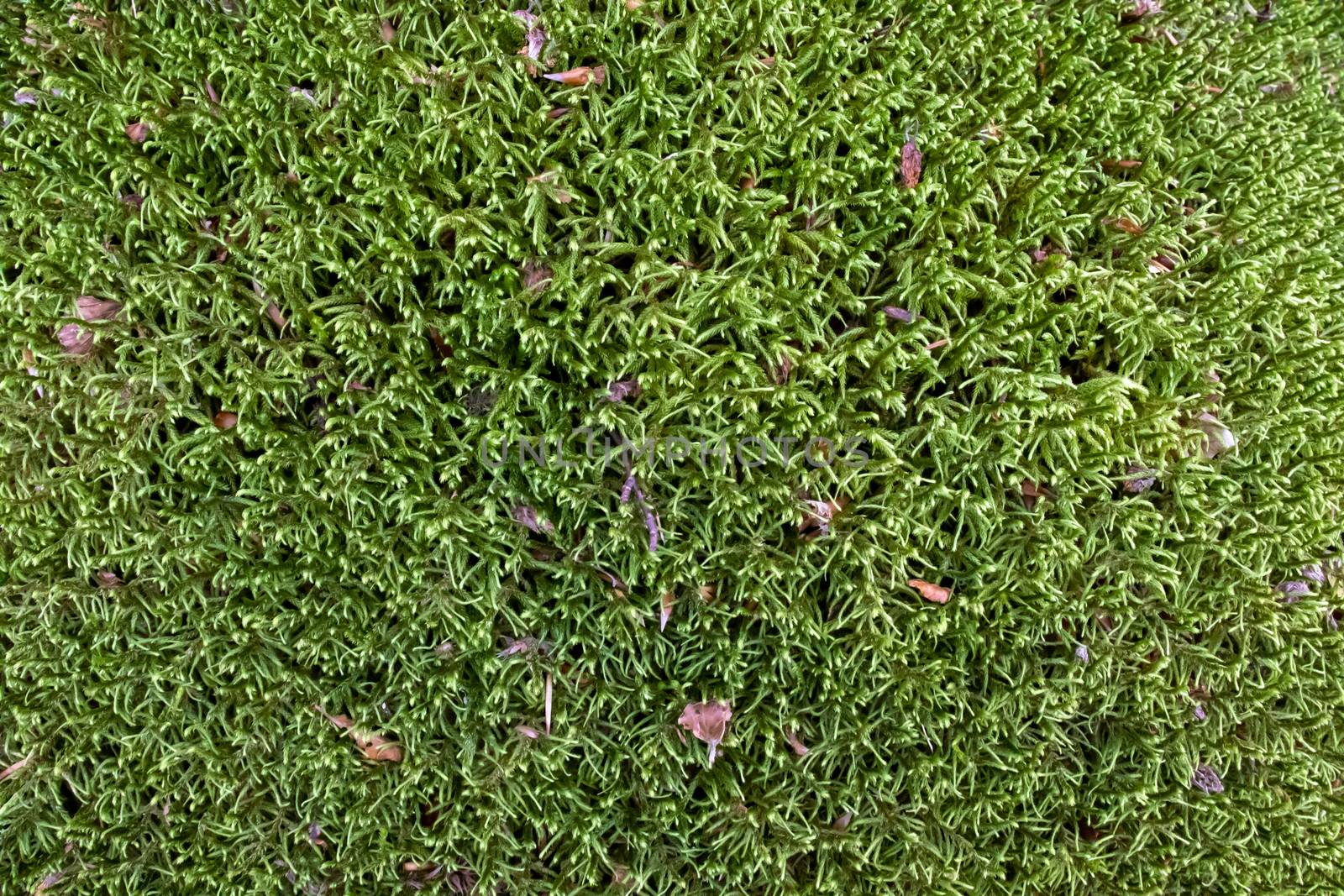 Ground covered with green moss close up by Andreajk3