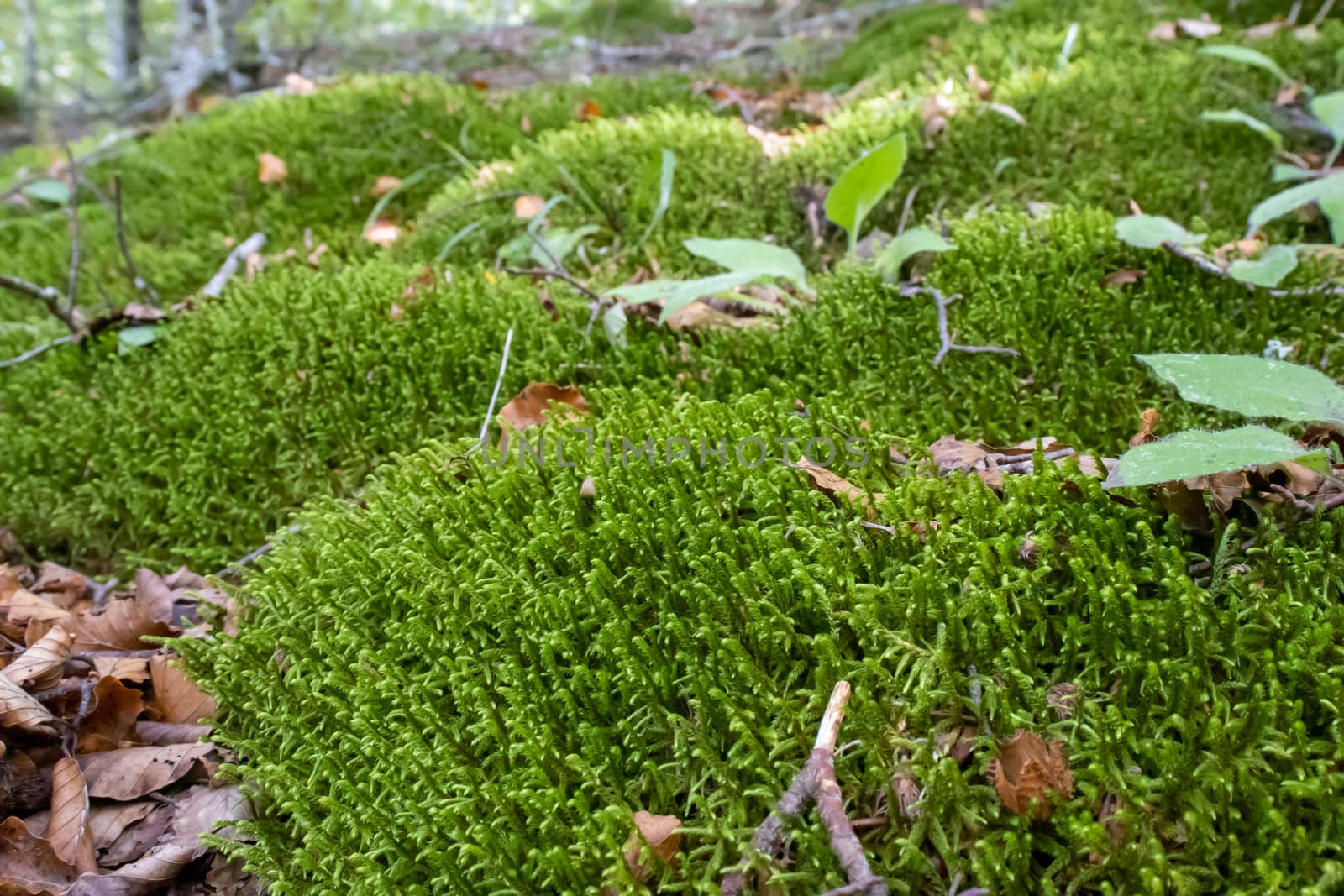 Ground covered with green moss close up.