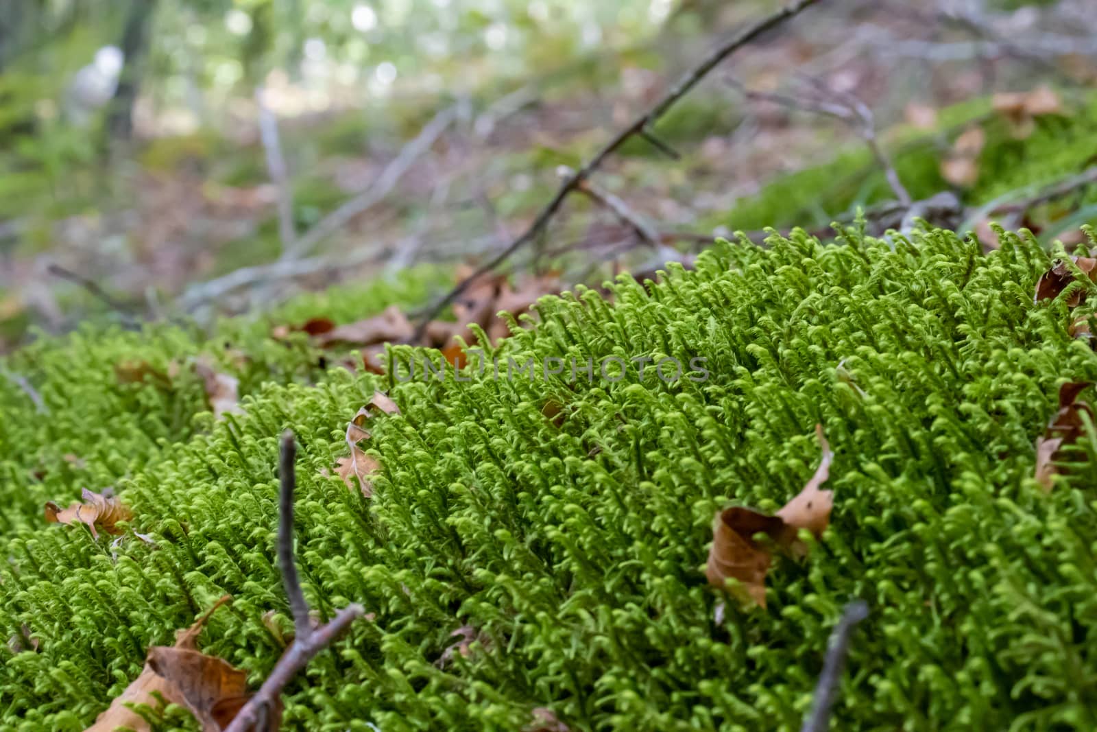 Ground covered with green moss close up by Andreajk3