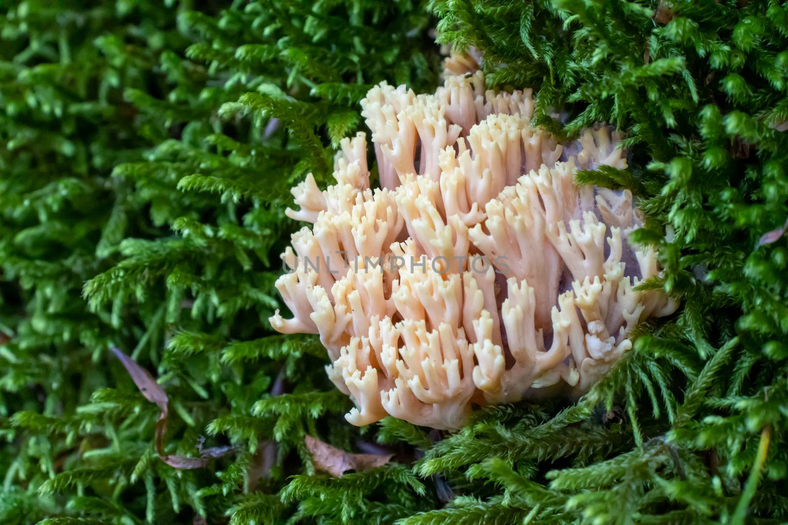 Ramaria pallida white mushroom in the forest coming out of the moss green