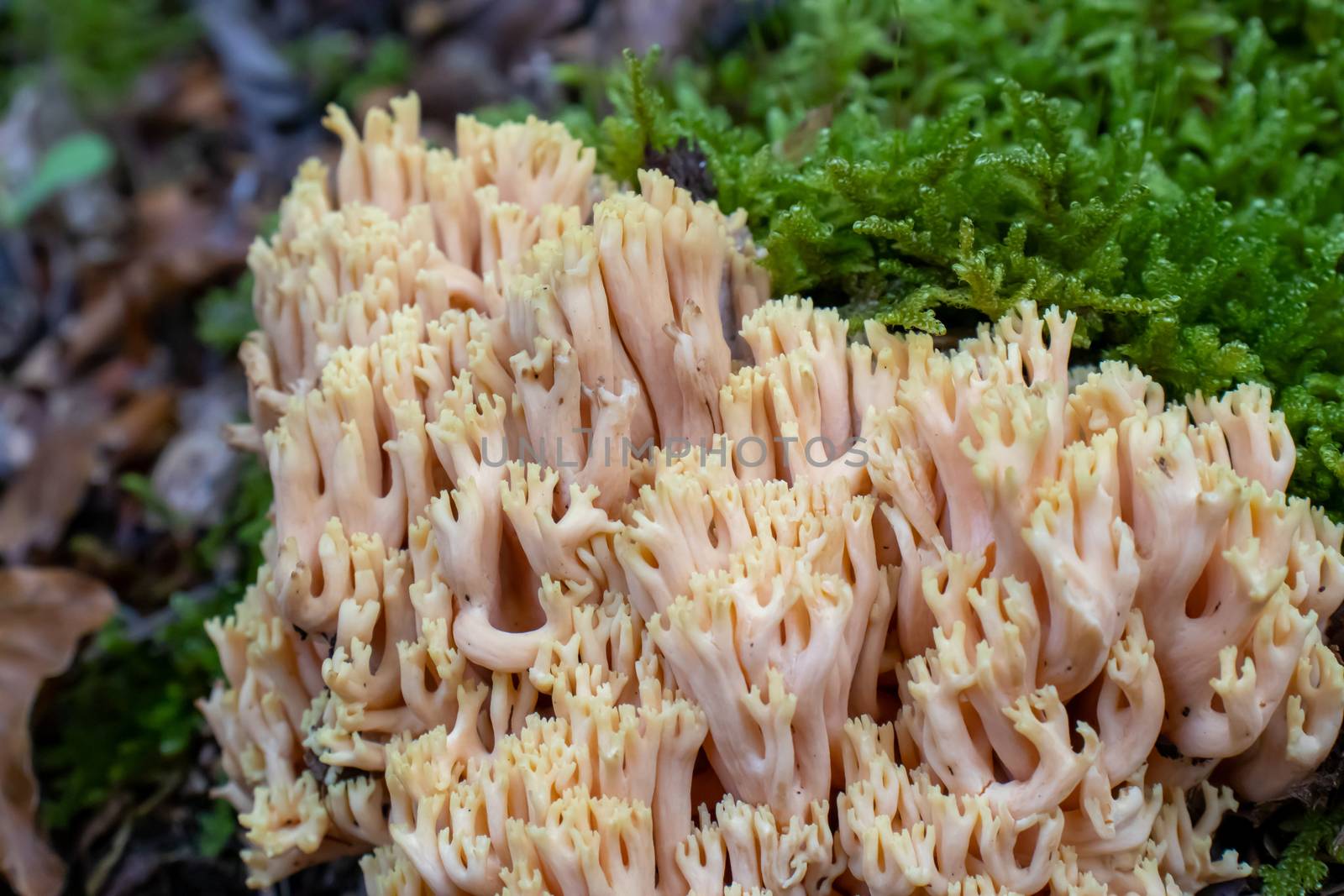 Ramaria pallida white mushroom in the forest coming out of the moss green background by Andreajk3