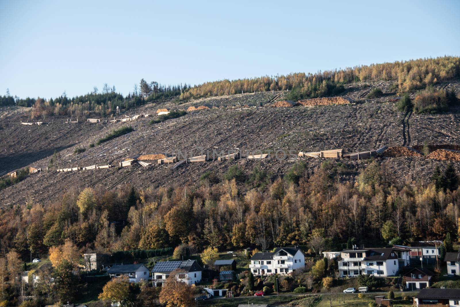 Logging work in the autumn coniferous forest