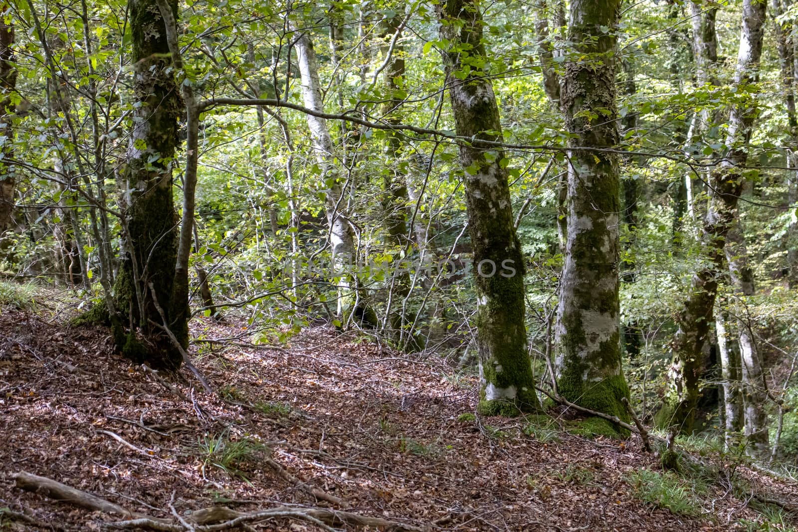 tall green european beech forest with sky behind by Andreajk3