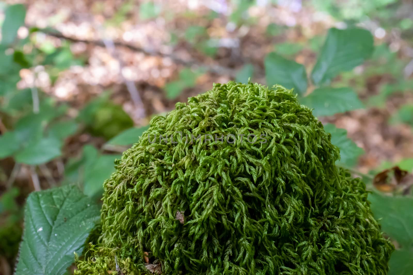 Ground covered with green moss close up.