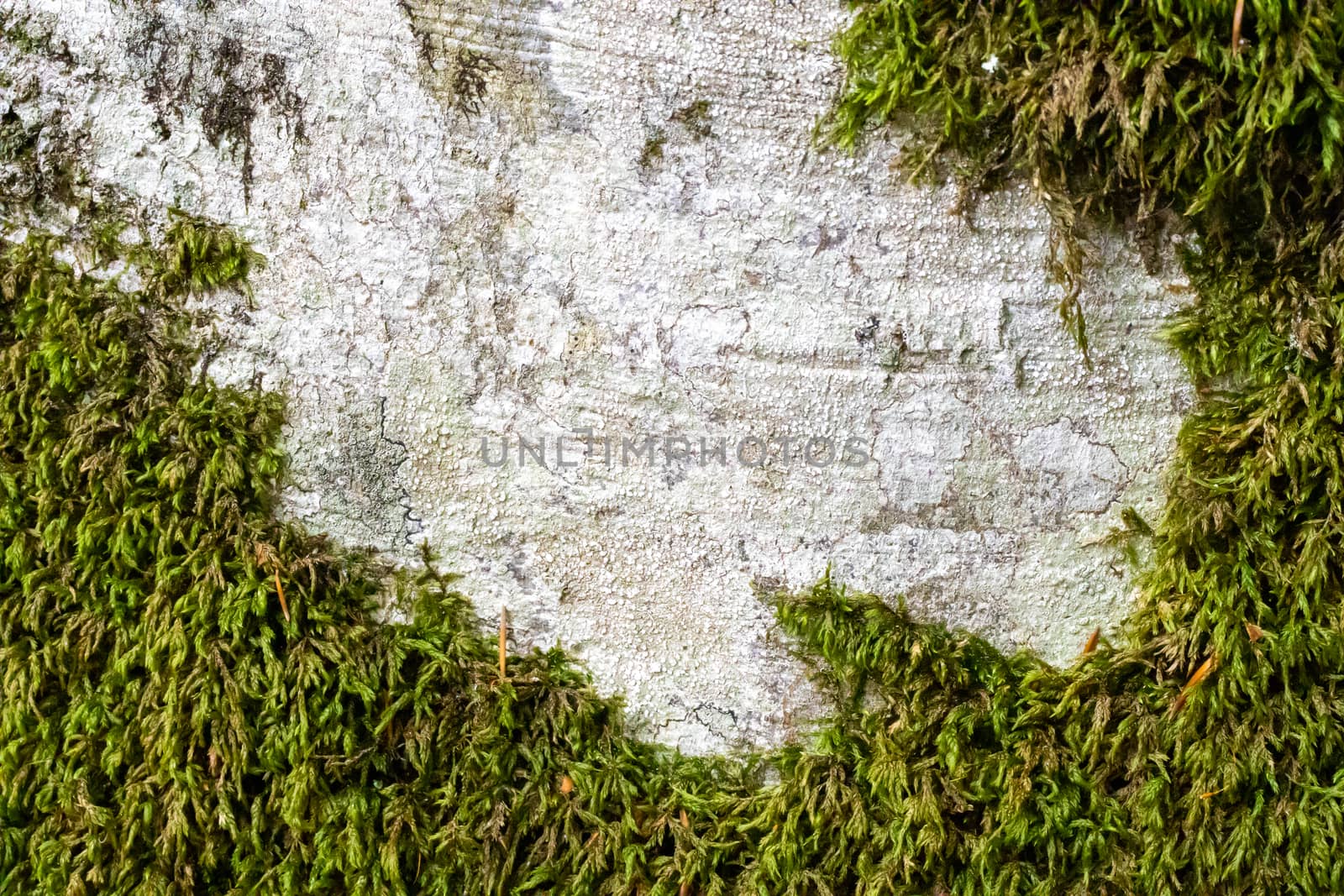 tree bark texture with moss close up by Andreajk3