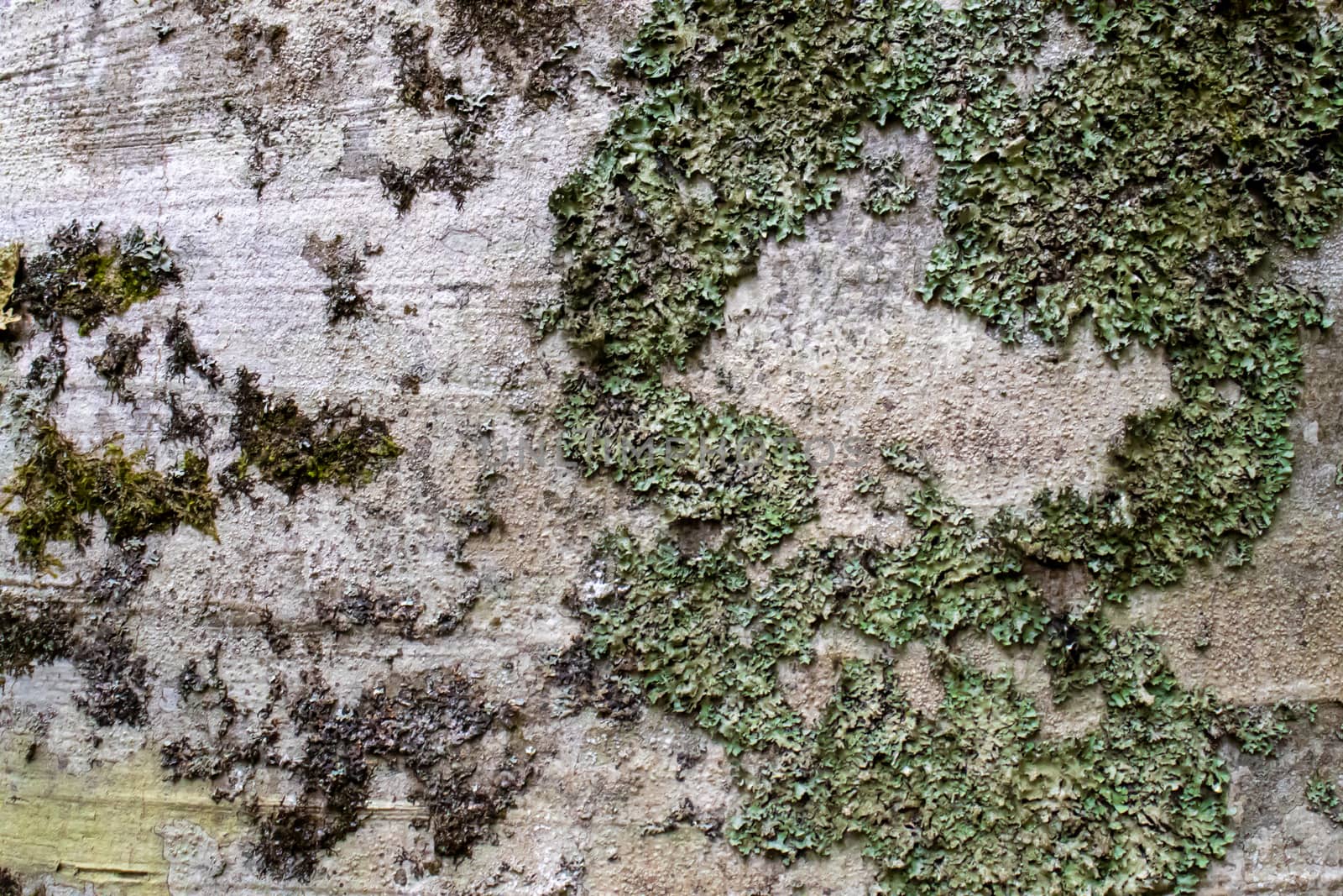 tree bark texture with moss close up.