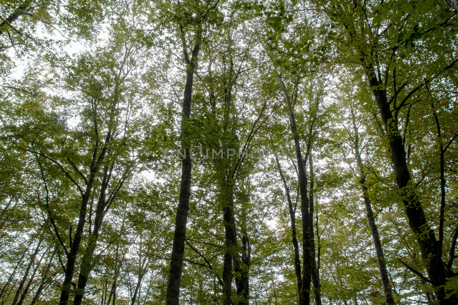 tall green european beech forest with sky behind by Andreajk3