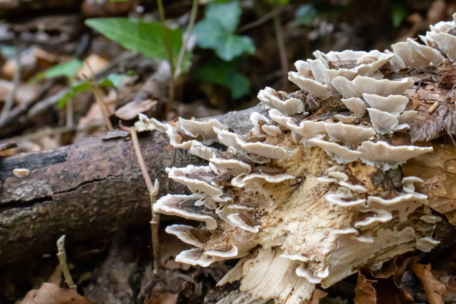 white woody mushroom, mushrooms coming out of a tree trunk in the forest by Andreajk3