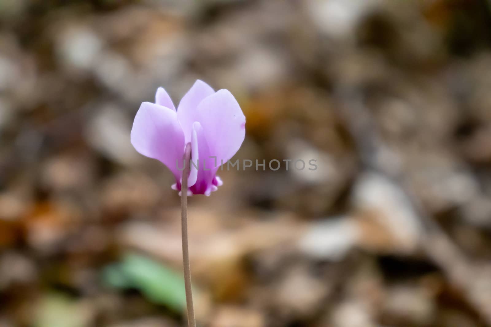 close up flowers purple and pink, cyclamen growing in the mountains among the trees by Andreajk3