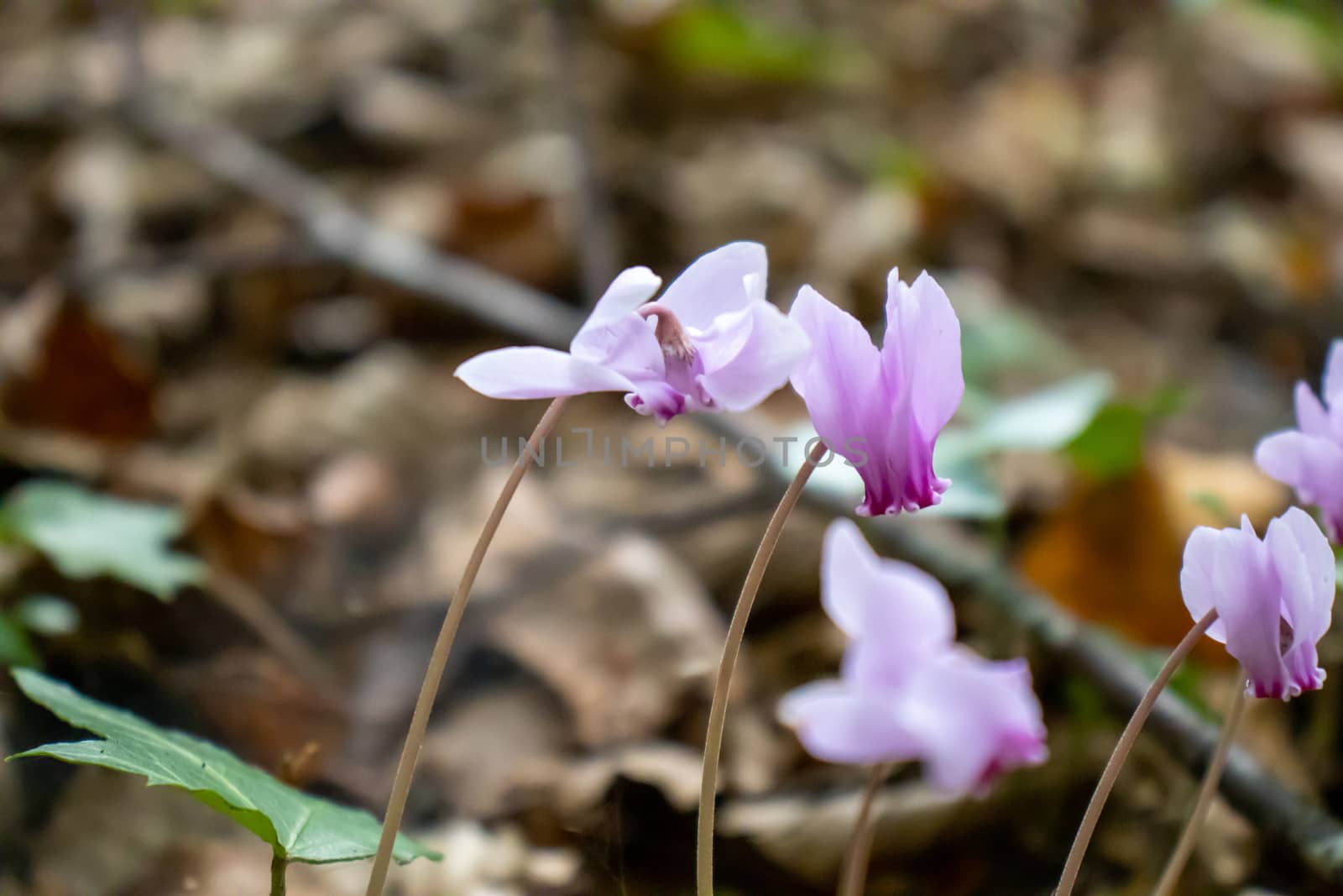 close up purple and pink cyclamen growing in the mountains among the trees.