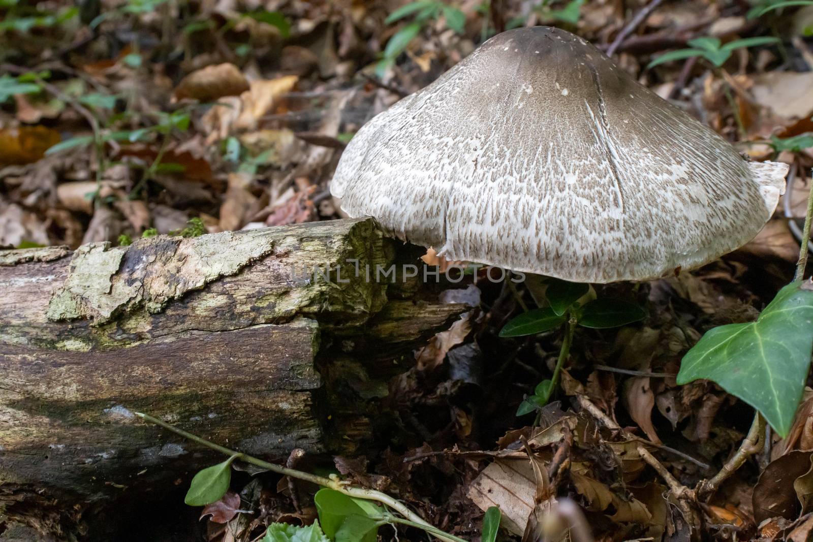 Brown mushroom close up coming out among the leaves, moss and branches in the mountains among the trees