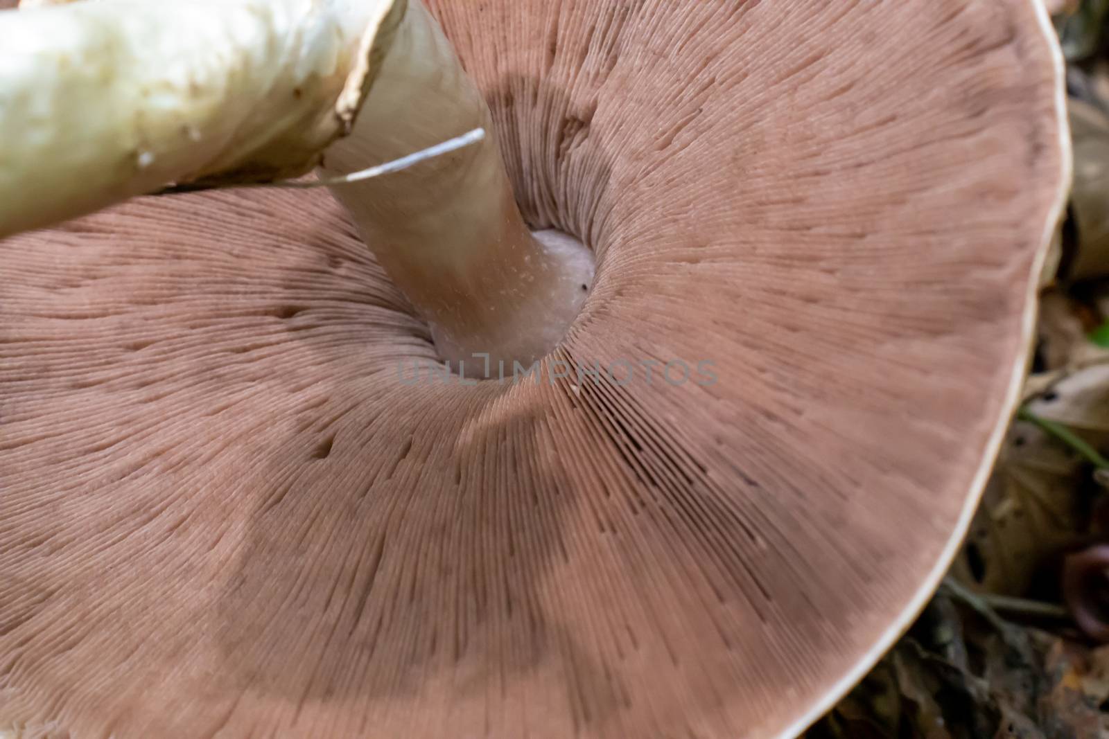 background under the hat of the mushroom with reeds in the woods.