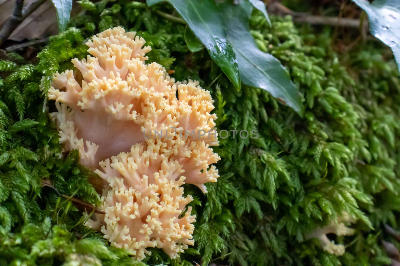 Ramaria pallida white mushroom in the forest coming out of the moss green