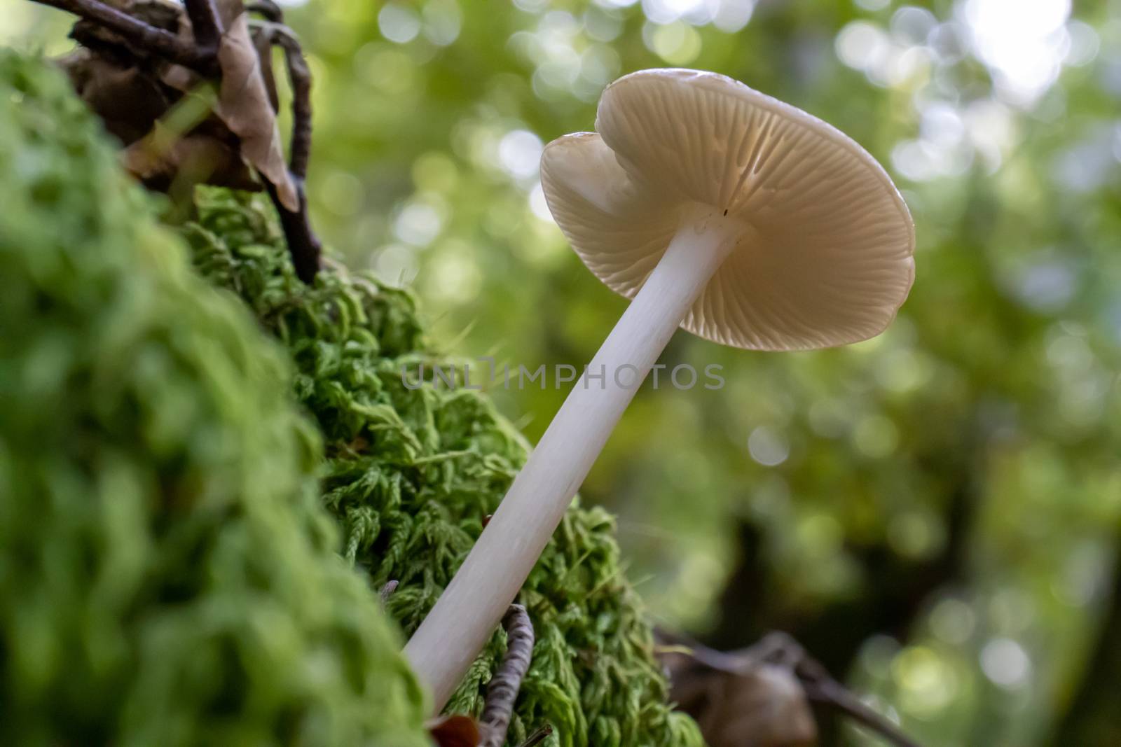 White mushroom close up coming out among the leaves, moss and branches in the mountains among the trees. by Andreajk3