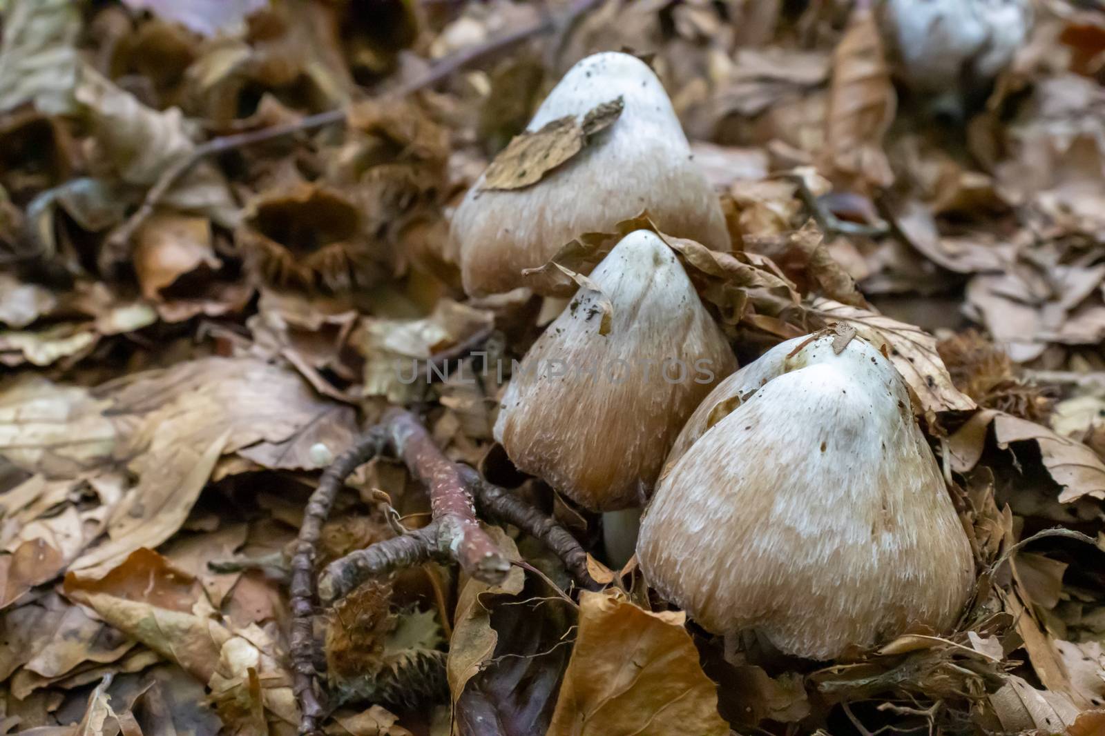 Brown mushroom close up coming out among the leaves, moss and branches in the mountains among the trees